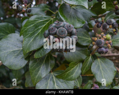 Close-up image de baies violet-noir de lierre / Hedera helix. Banque D'Images