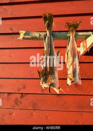 Le séchage des poissons morue morue non salé. séché par l'air froid et vent sur les casiers en bois rouge et blanc. maison traditionnelle utilisée par les pêcheurs en Scandinavie. Banque D'Images