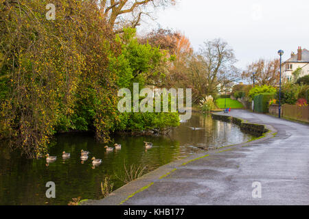 Les petits canards nager à la rivière qui traverse le parc du quartier à Bangor comté de Down en Irlande du Nord Banque D'Images