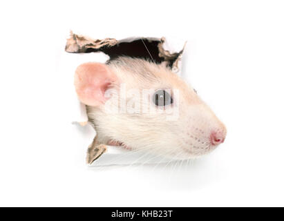Papier déchiré du côté de rat isolé trou Banque D'Images