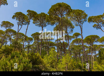 Forêt de pins de Jezzine au Sud Liban Moyen Orient Banque D'Images