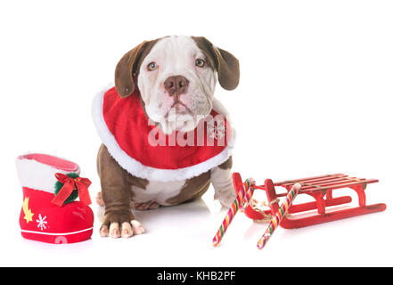 Chiot american bully et, in front of white background Banque D'Images