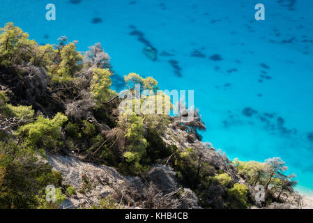 Les arbres d'automne sur bleu mer Banque D'Images