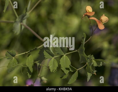 Tawny pois, Pisum fulvum, en fleurs sur la péninsule de Mani, Péloponnèse, Grèce. Banque D'Images
