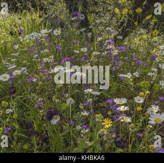 Olive Grove wildflowers - camomille des méditerranéens, etc. stock grecque au printemps, Mani peninsula, Péloponnèse, Grèce. Banque D'Images