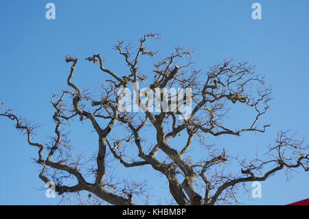 Branches d'arbres et silhouetté contre le ciel bleu Banque D'Images