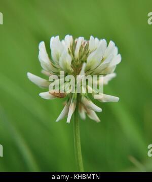 Close-up de fleurs de trèfle blanc sur un pré Banque D'Images