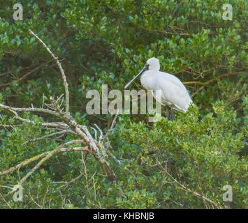 Spatule royale oiseau sur un arbre Banque D'Images