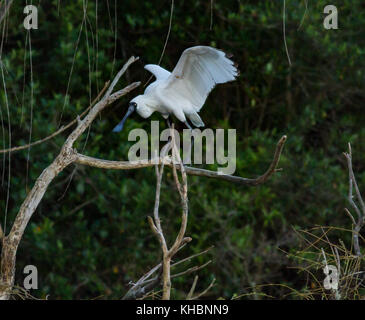 Spatule royale oiseau sur un arbre Banque D'Images