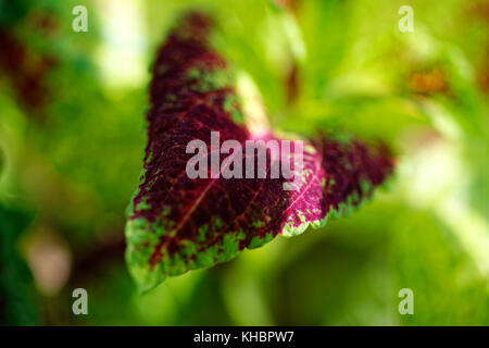 Close up de Coleus violet feuilles tricolores Banque D'Images