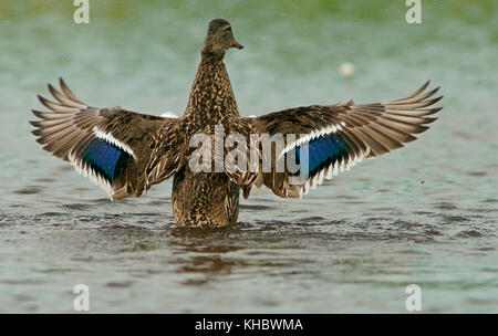 Le Canard colvert (Anas platyrhynchos), femelle, avec baignade Feldberger vu, Mecklembourg-Poméranie-Occidentale, Allemagne Banque D'Images