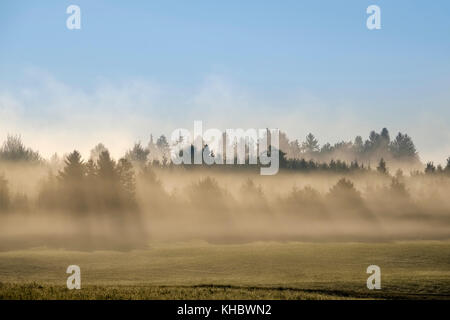 Rayons brillent à travers forêt dans la brume du matin, à Reichersbeuern, Tölzer Land, Upper Bavaria, Bavaria, Germany Banque D'Images