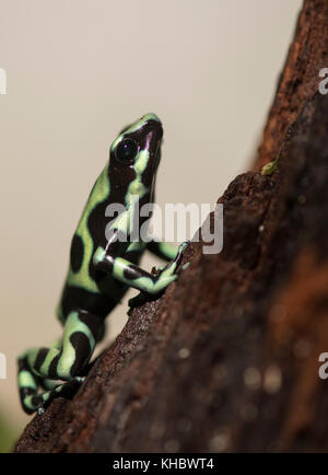 Green and black poison dart frog (dendrobates auratus), Banque D'Images