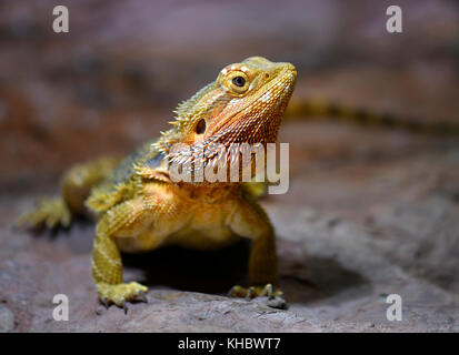 À col jabot (Chlamydosaurus kingii lézard en captivité), Banque D'Images