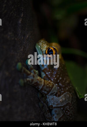 Golden mission-eyed tree frog (phrynohyas resinifictrix captif) Banque D'Images