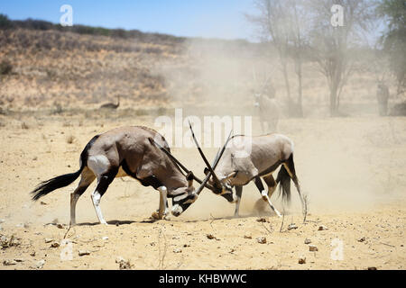 Combats oryx (Oryx gazella), kgalagadi transfrontier Park, North Cape, Afrique du Sud Banque D'Images