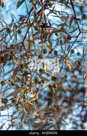 Branches de l'olivier dans un verger avec fruits mûrs prêts récolte, selective focus Banque D'Images