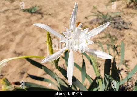 Pancratium maritimum jonquille (mer), Majorque, Espagne Banque D'Images