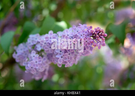 Partie de lilac bush - feuilles et fleurs Banque D'Images