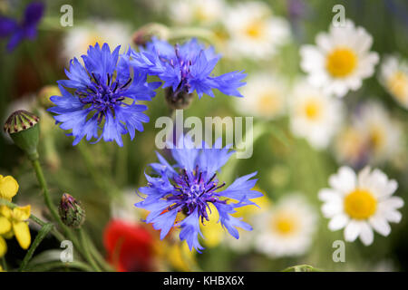 Champ de couleur différente - wlowers coquelicots, camomille, bleuâtre Banque D'Images