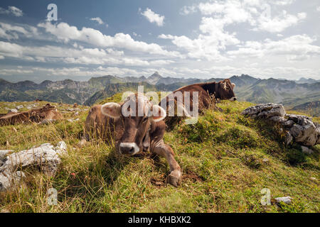 Détente sur les vaches pré alpin au cours de journée ensoleillée Banque D'Images