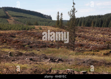 L'abattage commercial et de la plantation d'arbres dans la région des Scottish Borders Banque D'Images