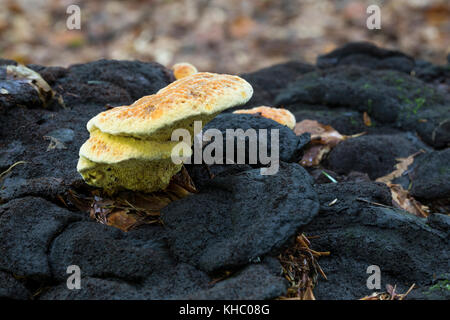 Fenchelporling, Fencheltramete, Fenchel-Porling, Fenchel-Tramete, Fenchel-Blättling, Fenchelblättling, Gloeophyllum odoratum, Aniseed Mazegill, Aniseed Ma Banque D'Images
