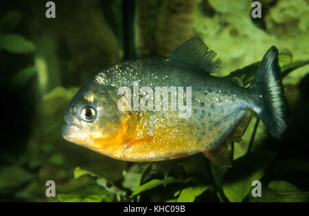 Roter Piranha, Piranja, Piranhas, Piranjas, Natterers Sägesalmler, Serrasalmus nattereri, Pygocentrus nattereri, Spolltiella nattereri, tête convexe Banque D'Images