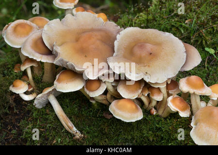 Rauchblättriger Schwefelkopf, Graublättriger Schwefelkopf, Milder Schwefelkopf, Hypholoma capnoides, Nematoloma capnoides, conifer Tuft, conifer Tuft Banque D'Images