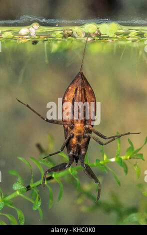 Wasserskorpion, Wasser-Skorpion, NEPA cinerea, NEPA rubra, scorpion d'eau Banque D'Images