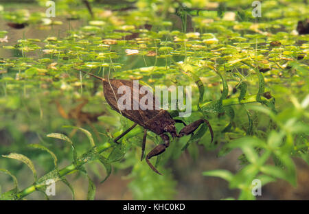 Wasserskorpion, Wasser-Skorpion, NEPA cinerea, NEPA rubra, scorpion d'eau Banque D'Images