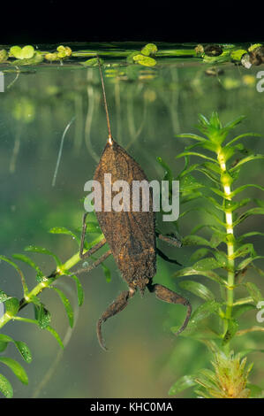 Wasserskorpion, Wasser-Skorpion, NEPA cinerea, NEPA rubra, scorpion d'eau Banque D'Images