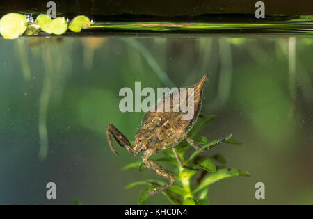 Wasserskorpion, Wasser-Skorpion, Nymphe, Jungtier, Larve, NEPA cinerea, NEPA rubra, scorpion d'eau Banque D'Images