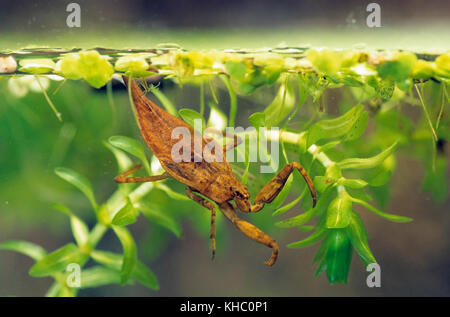 Wasserskorpion, Wasser-Skorpion, Nymphe, Jungtier, Larve, NEPA cinerea, NEPA rubra, scorpion d'eau Banque D'Images