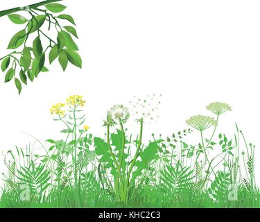 Les herbes avec des herbes et fleurs, illustration Illustration de Vecteur