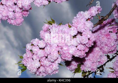 Superbe saison printemps sakura Banque D'Images