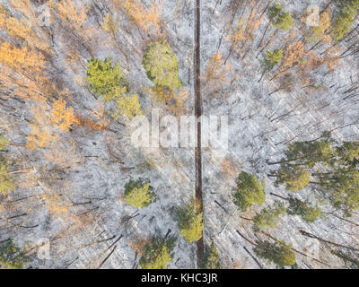 Vue aérienne d'une forêt à l'automne. nouvelle neige sur la forêt après la première chute de neige. Banque D'Images