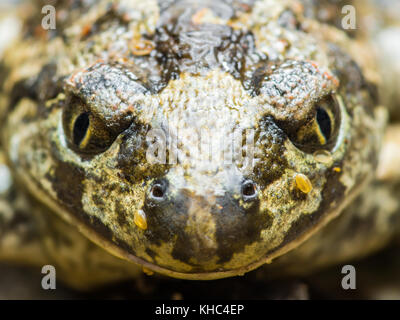 Portrait reptile grenouille en colère Banque D'Images