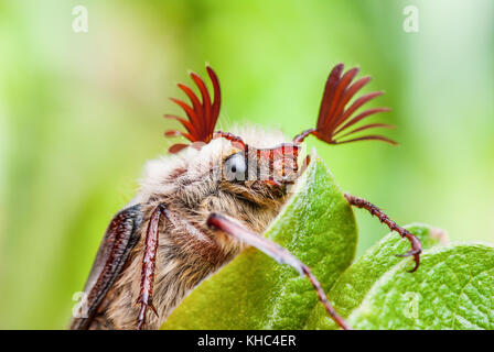 Cockchafer melolontha peut beetle bug insecte sur feuille macro Banque D'Images