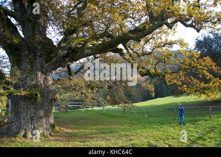 Le plus vieux chêne suisse *** *** légende locale suisse, jura, chatillon, arbre, vieux, oak, Quercus, grand, géant, 1000 ans, automne, feuilles, tronc, p Banque D'Images