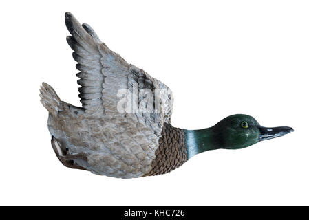 Résine de coulée flying wall hanging canard, placé sur un fond de ciel. Banque D'Images