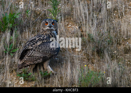 Grand duc ( Bubo bubo ) perché, assis dans la pente d'une gravière, regarder, yeux orange vif, tard en soirée, la faune, l'Europe. Banque D'Images