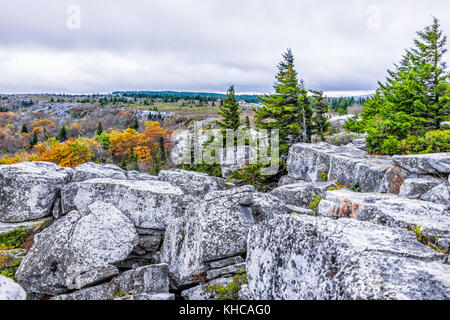 Sombre matin lever du soleil avec ciel nuageux dans Dolly Sods, Bear Rocks, West Virginia avec autumn orange et rouge sur les feuilles des buissons de bleuets sauvages Banque D'Images