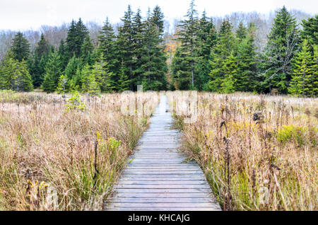 Sentier de randonnée vide en bois par bog boggy boardwalk à l'automne automne forêt avec vert foncé des pins sur chemin dans Dolly Sods, Virginie-Occidentale Banque D'Images