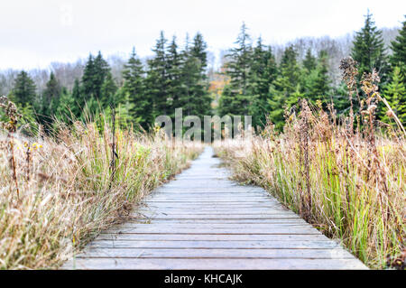 Sentier de randonnée vide en bois par bog boggy boardwalk à l'automne automne forêt avec vert foncé des pins sur chemin dans Dolly Sods, Virginie-Occidentale Banque D'Images