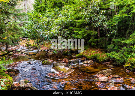 Dans le ruisseau Rouge Dolly Sods, Virginie de l'Ouest au cours de l'automne, l'automne avec une forêt de pins verts et de l'eau rivière, les feuilles tombées sur les roches, pierres Banque D'Images