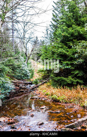 Dans le ruisseau Rouge Dolly Sods, Virginie de l'Ouest au cours de l'automne, l'automne avec une forêt de pins verts et de l'eau rivière, les feuilles tombées sur les roches, pierres Banque D'Images