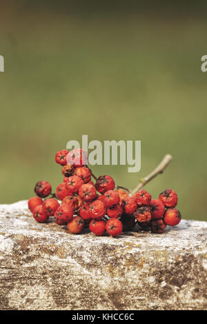 Bouquet de fruits Sorbus aucuparia ashberry dès les beaux jour d'automne Banque D'Images