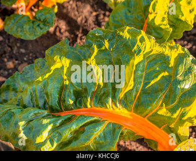 Bettes à la fin de l'automne de plus en plus soleil dans un potager de cuisine Banque D'Images