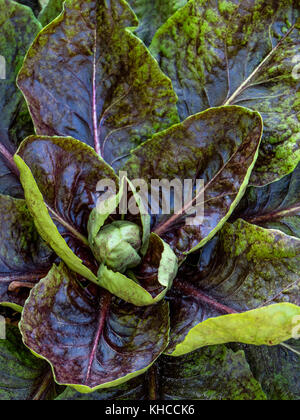 'Chicorée Palla Rossa' ( Cichorium intybus) fermer la vue de plus en plus Cuisine Potager Banque D'Images
